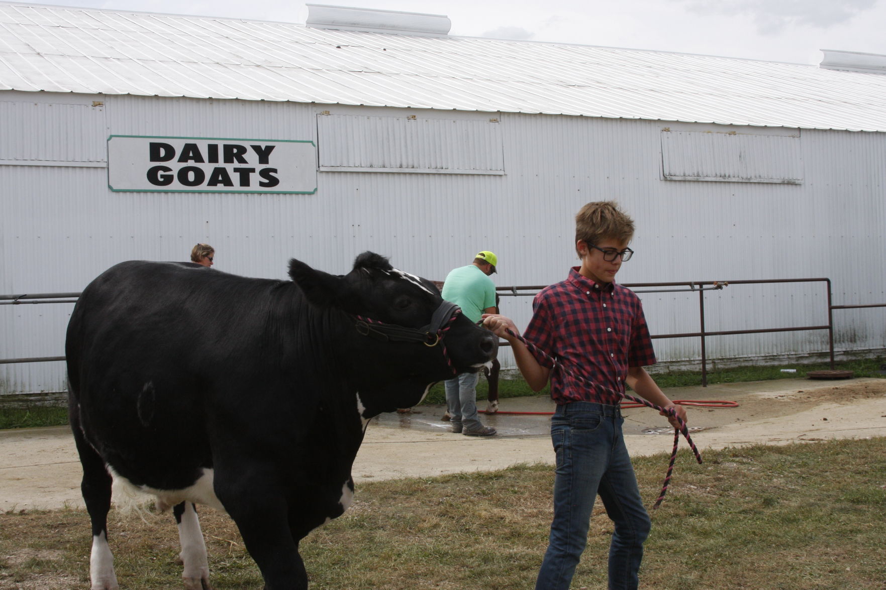 Cows